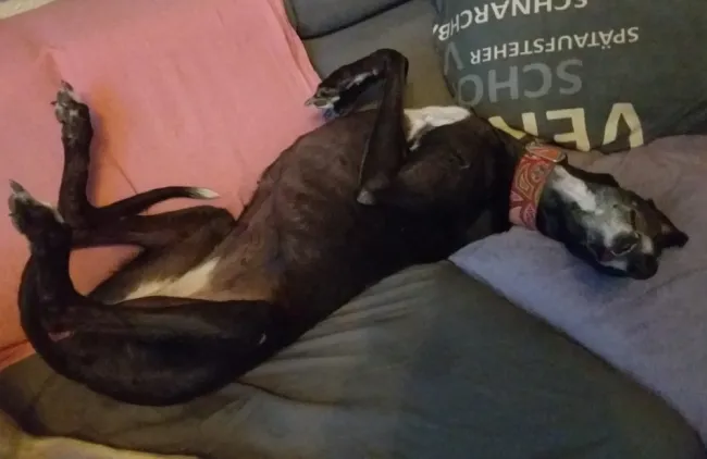 Greyhound Betty