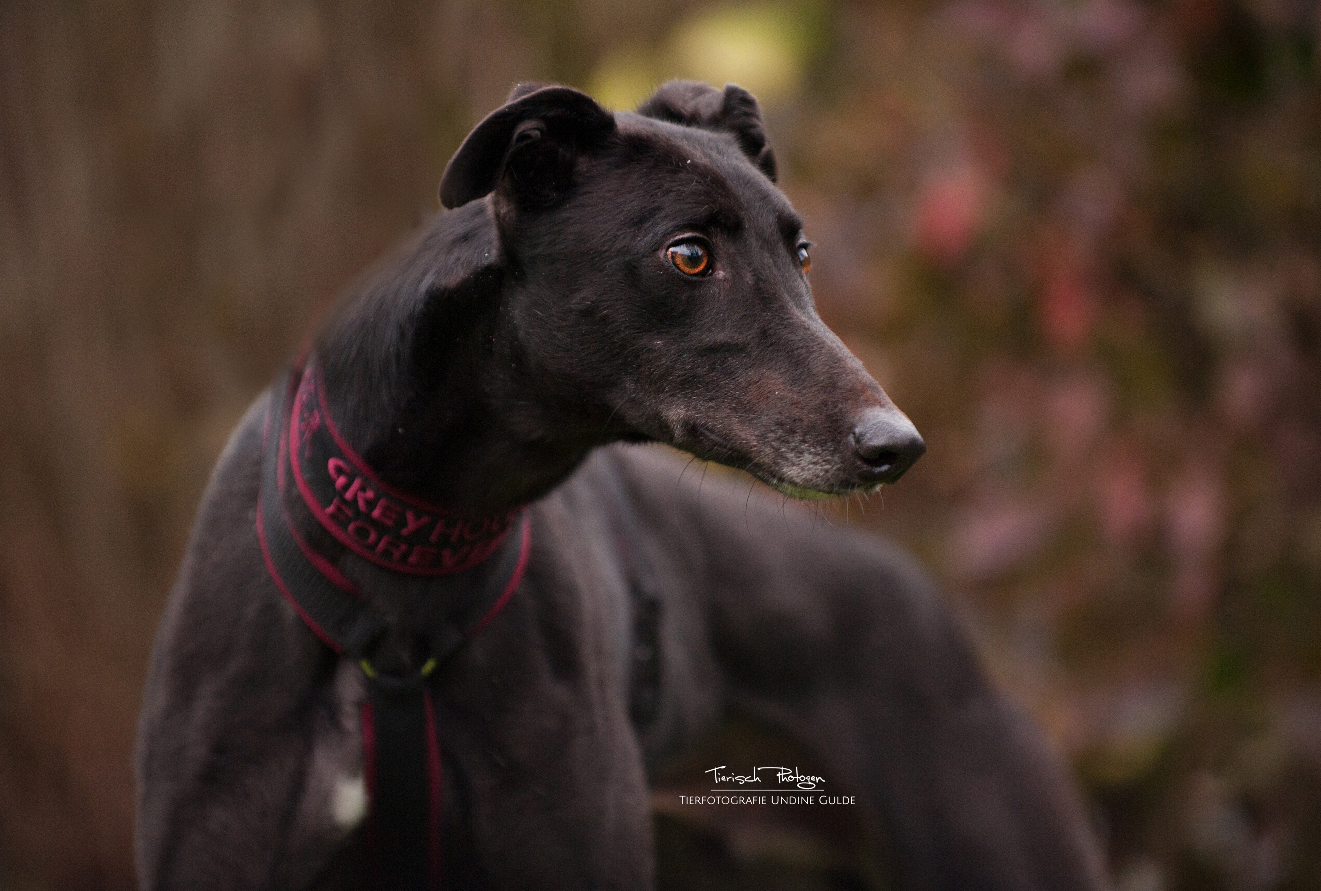 Brandy Greyhound Forever e.V.