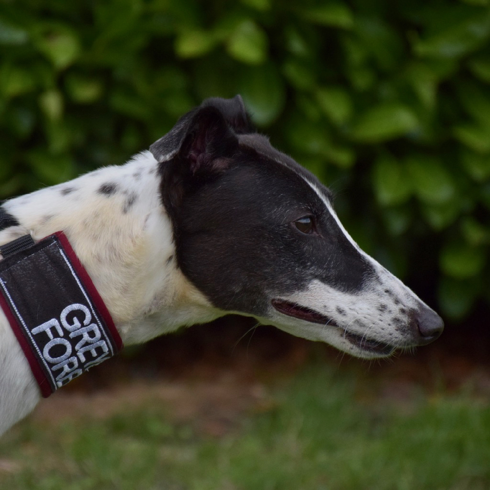 2019-03-09_Coldagh0003