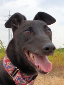 2019-07-06_Bulli0002