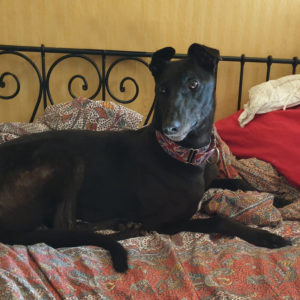 2019-07-06_Bulli0011