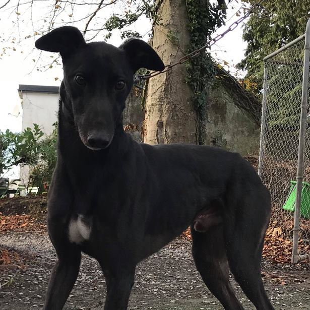 2019-07-06_Bulli0013