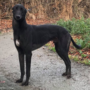 2019-07-06_Bulli0014