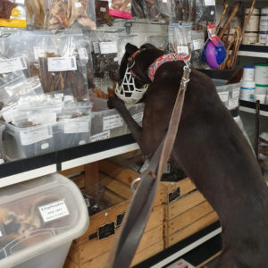 2019-07-06_Bulli0015