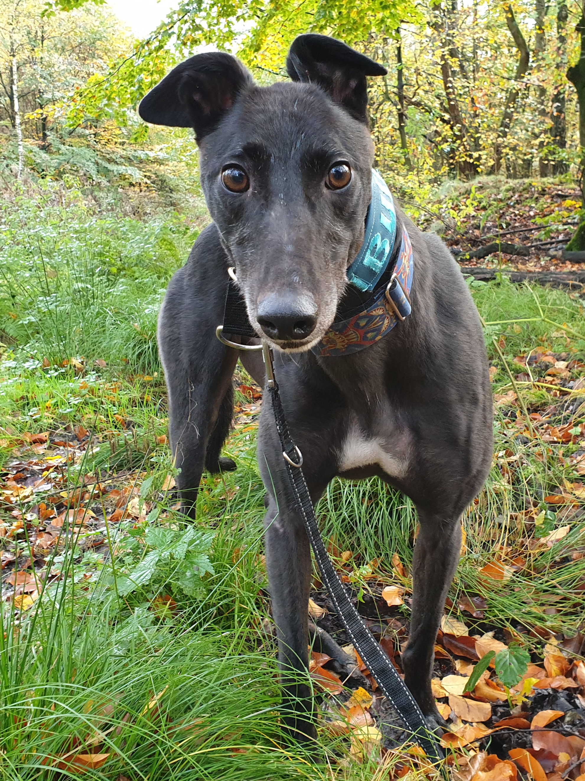 2019-07-06_Bulli0024