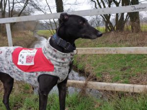 2019-07-06_Bulli0031