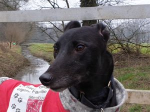 2019-07-06_Bulli0032