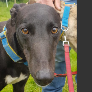 2019-07-06_Ertha0006