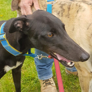 2019-07-06_Ertha0007