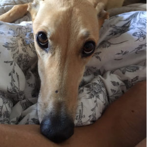 2019-07-06_Goldie002