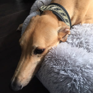2019-07-06_Goldie003