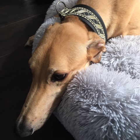 2019-07-06_Goldie003