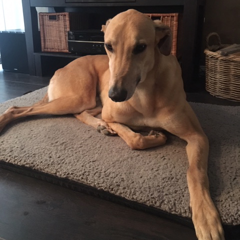 2019-07-06_Goldie004