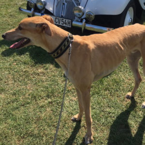 2019-07-06_Goldie006