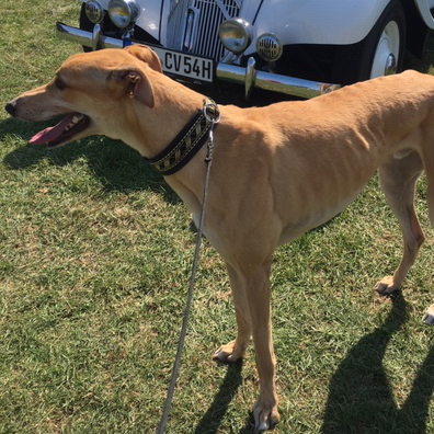 2019-07-06_Goldie006