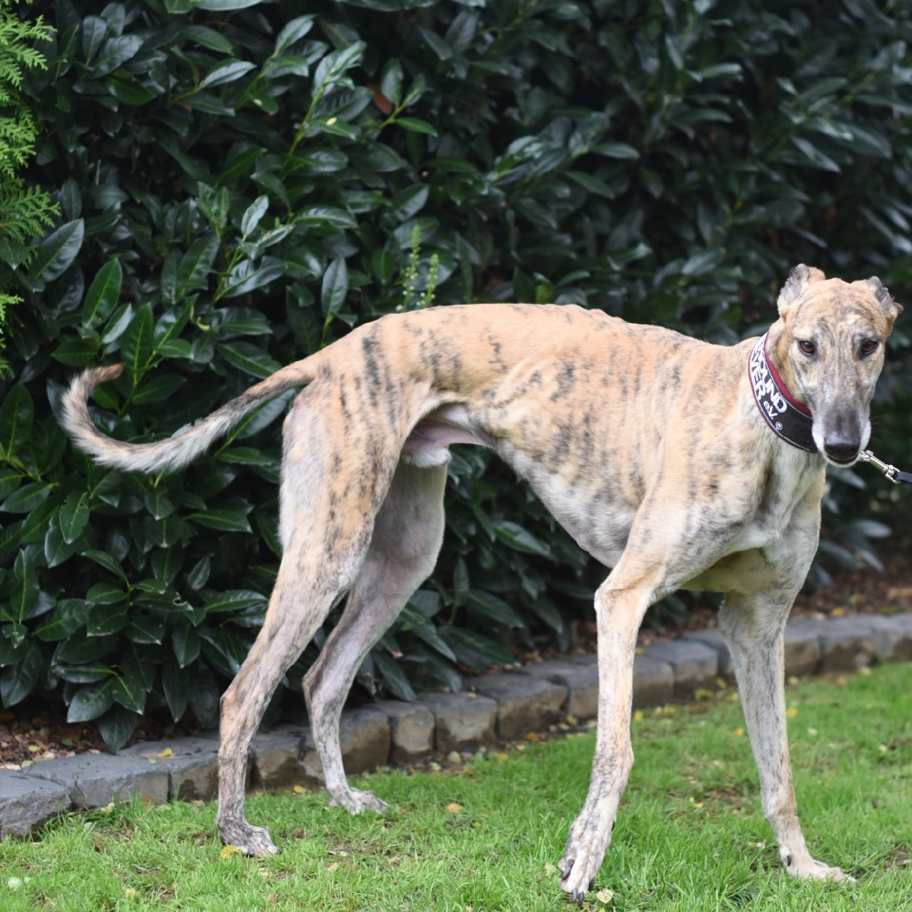 2019-08-17_Dickie0002