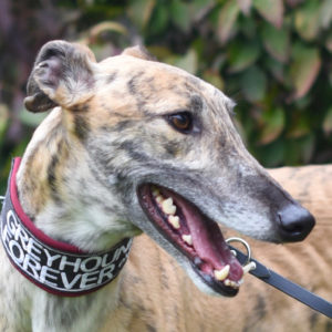 2019-08-17_Dickie0004