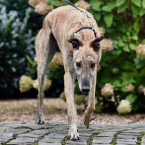 2019-08-17_Dickie0005