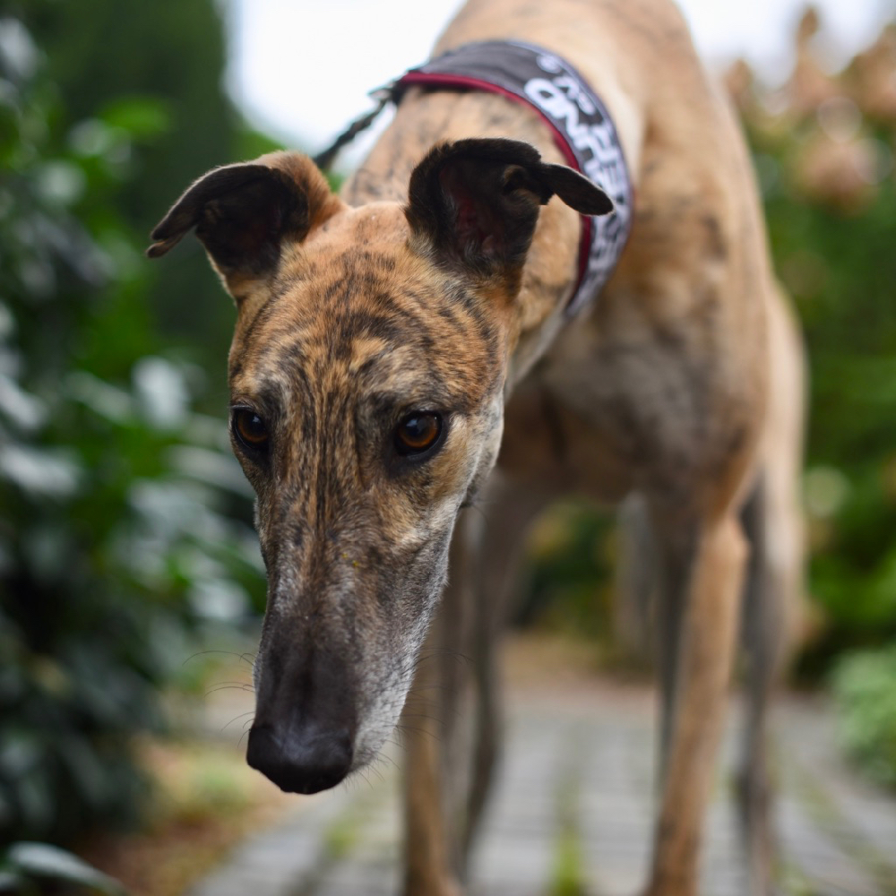 2019-08-17_Dickie0006