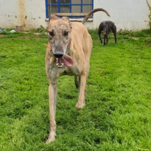 2019-08-17_Dickie0009