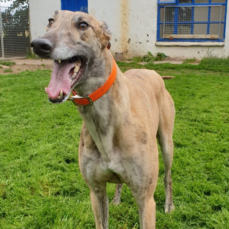 2019-08-17_Dickie0010