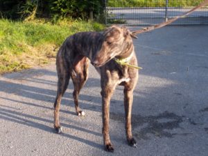 2019-08-17_Tully0005