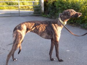 2019-08-17_Tully0006