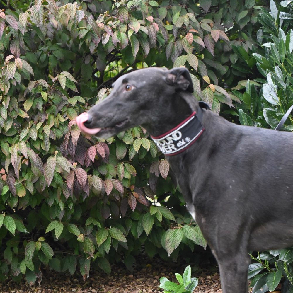 2019-09-03_Felix0003