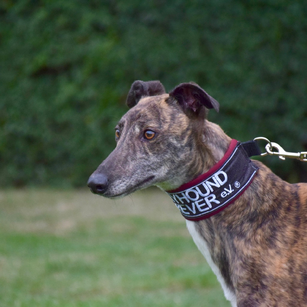 2019-08-03_Folly0001