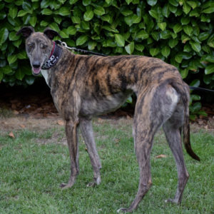 2019-08-03_Folly0004