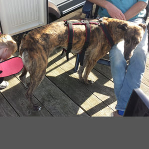 2019-08-03_Folly0010