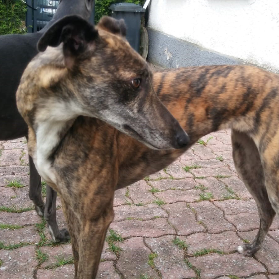 2019-08-03_Folly0011