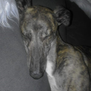 2019-08-03_Folly0021