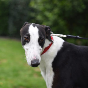 2019-09-03_Jessie0002