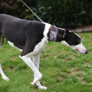 2019-09-03_Jessie0004