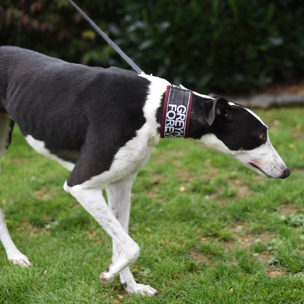 2019-09-03_Jessie0004