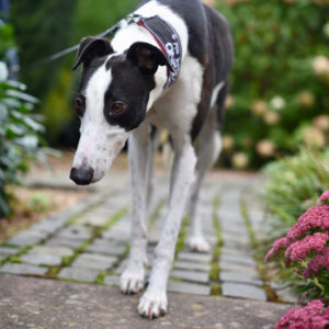 2019-09-03_Jessie0006