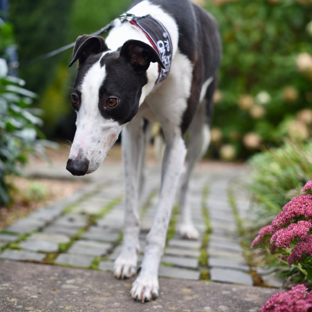 2019-09-03_Jessie0006