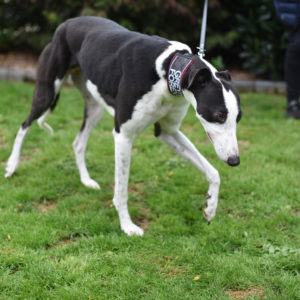 2019-09-03_Jessie0007