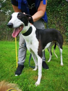 2019-09-03_Jessie0010