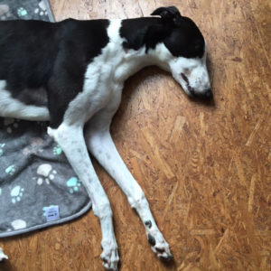 2019-09-03_Jessie0018