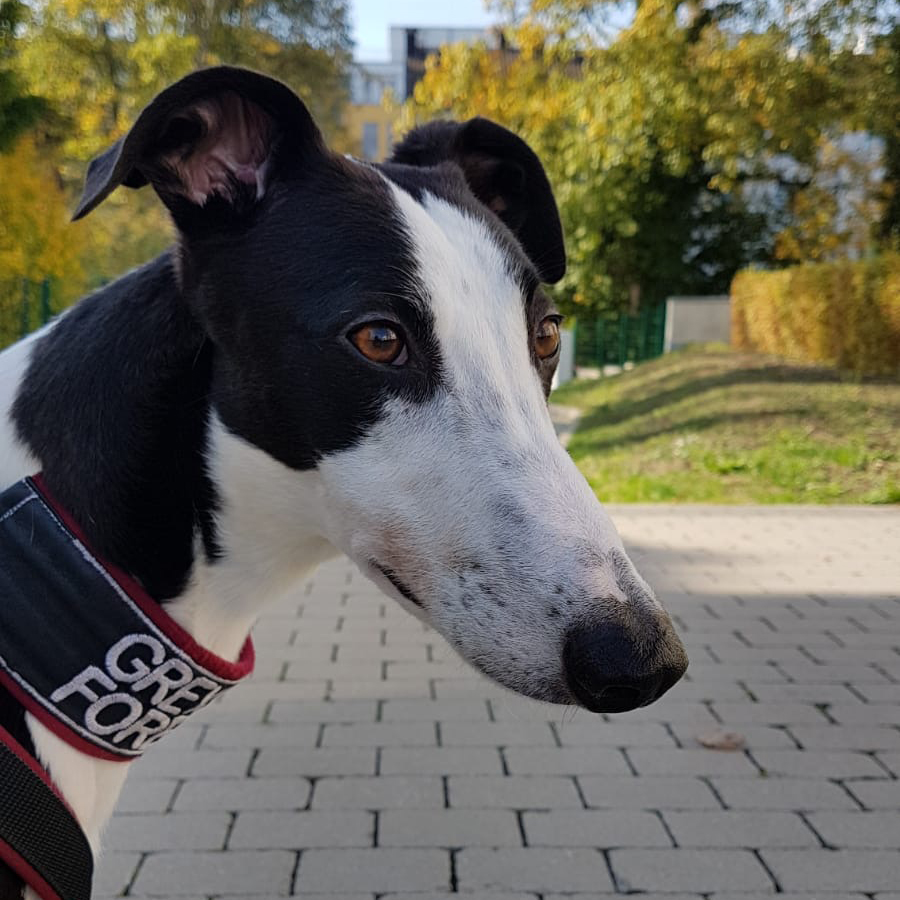 2019-09-03_Jessie0023