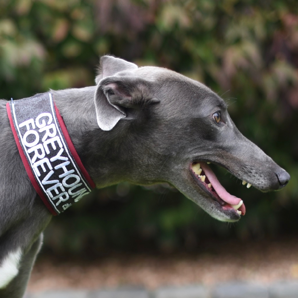 2019-09-03_Midge0002