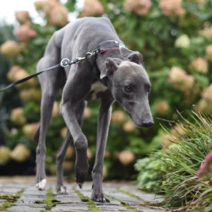 2019-09-03_Midge0003