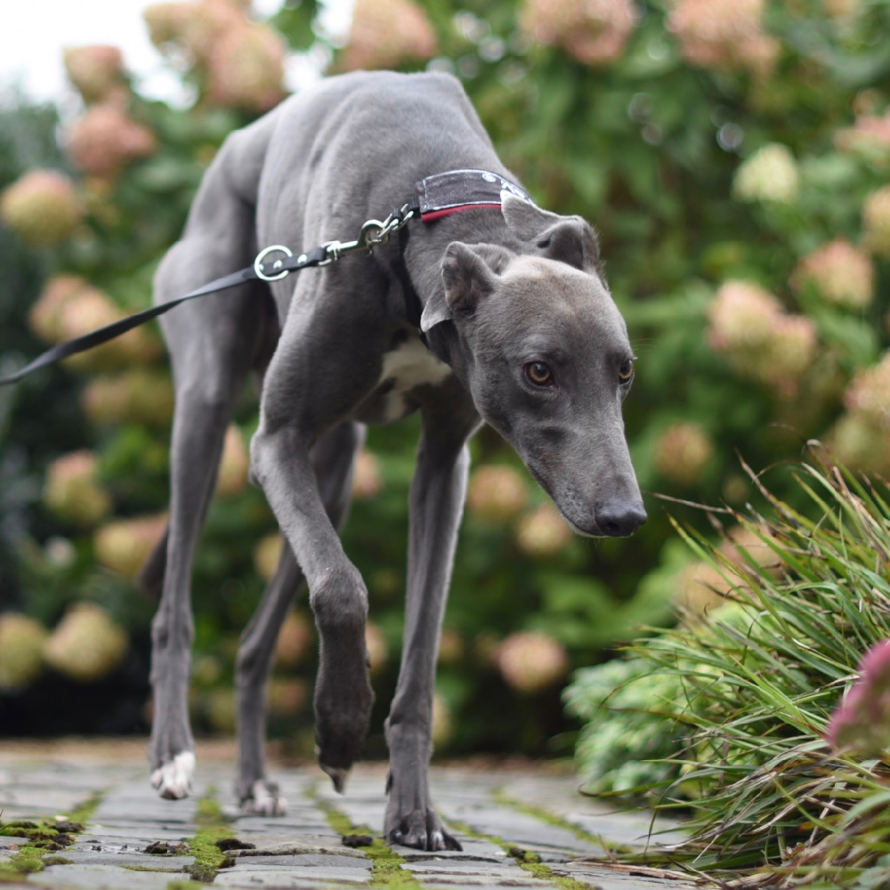 2019-09-03_Midge0003