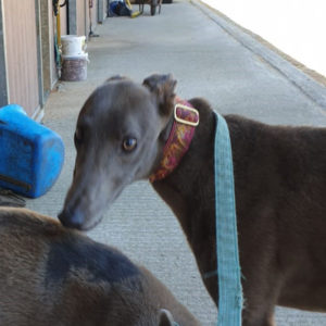 2019-09-03_Midge0008