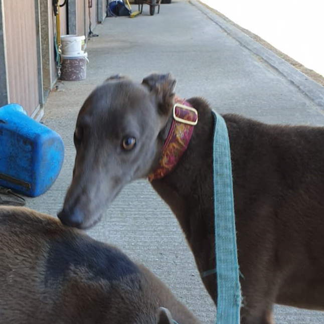 2019-09-03_Midge0008