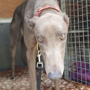 2019-09-03_Midge0009