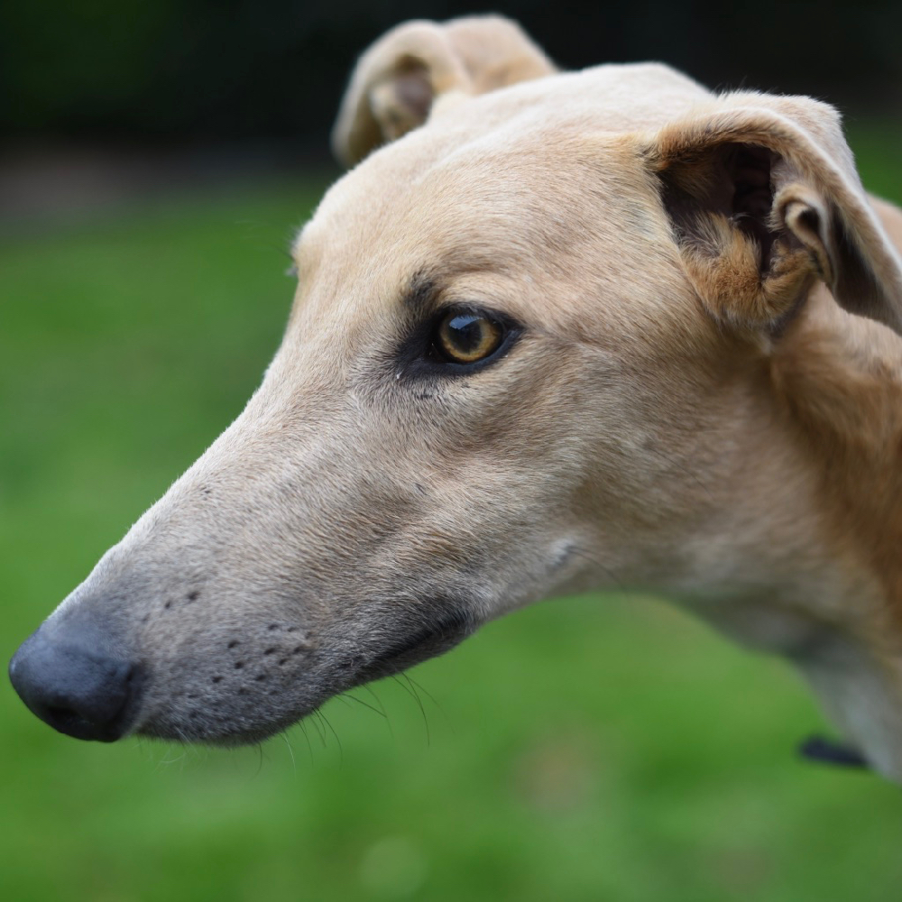 2019-09-03_Paddy0002