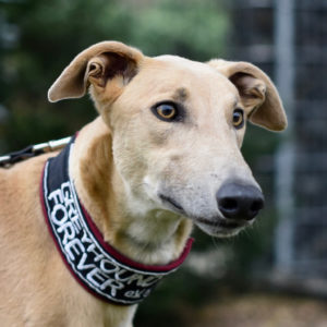 2019-09-03_Paddy0004